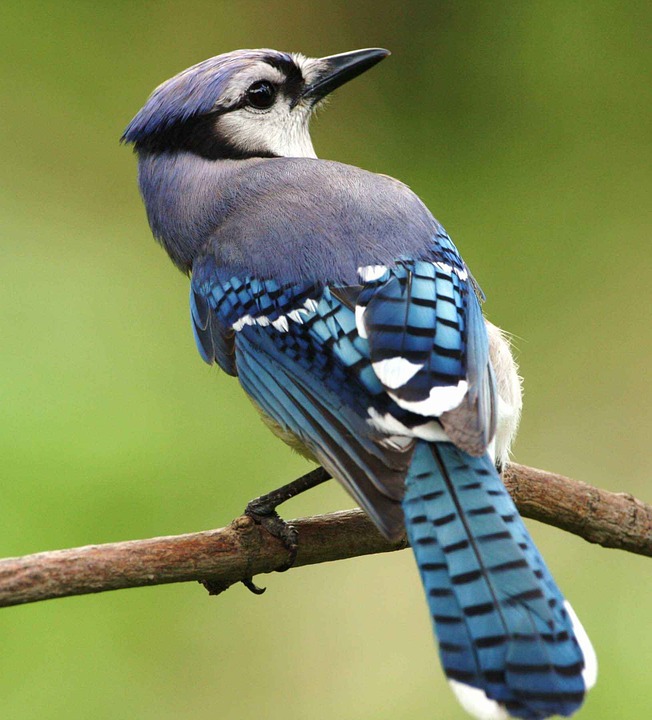bird, blue, cristata
