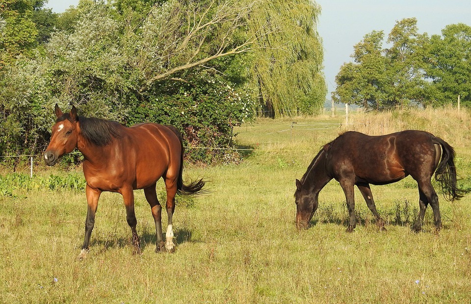 horses, pasture, meadow