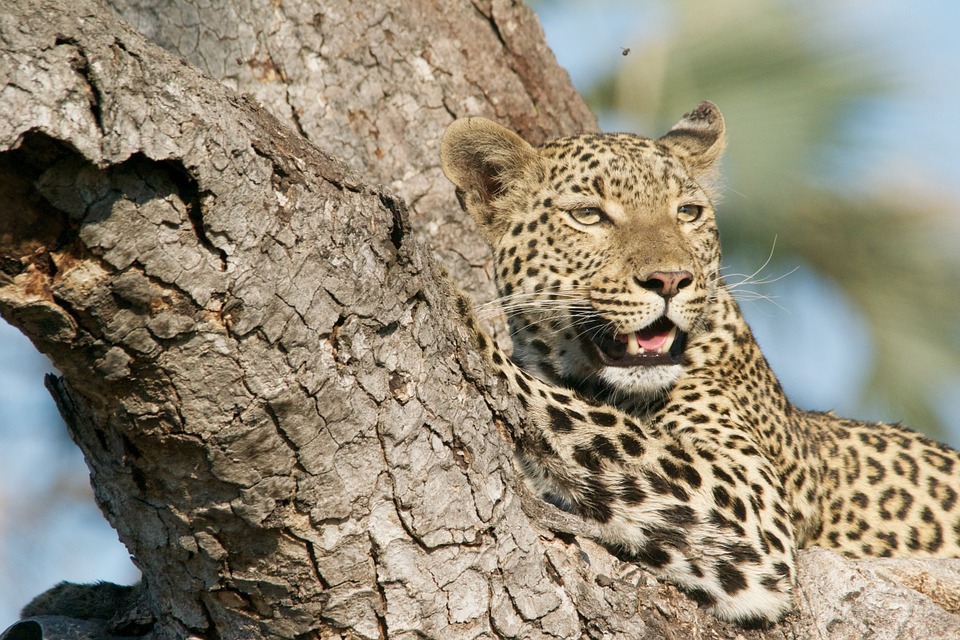 leopard, tree, wildlife