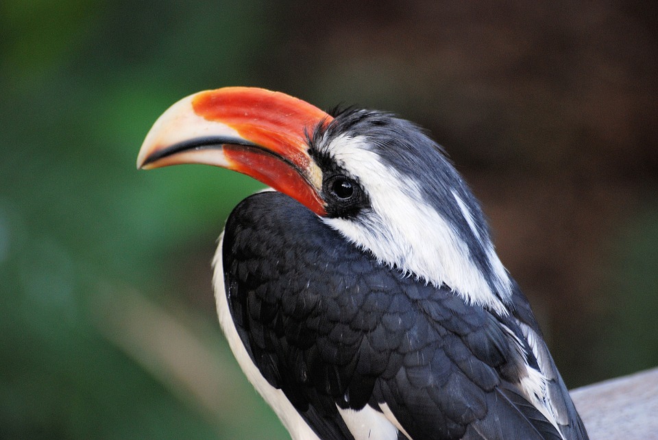 hornbill, bird, tropical