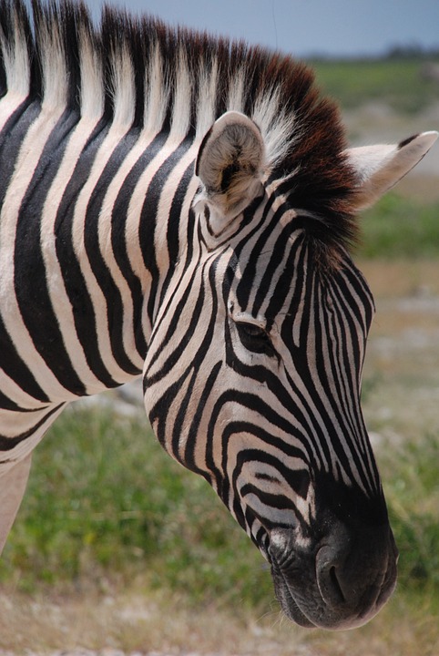 zebra, the horse, animal