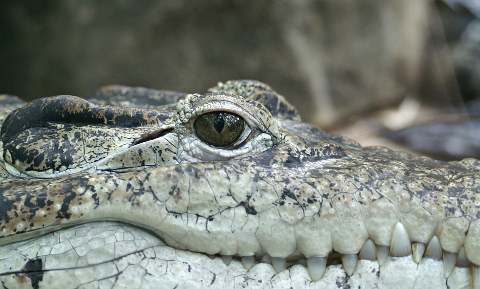 crocodile, animal, eye