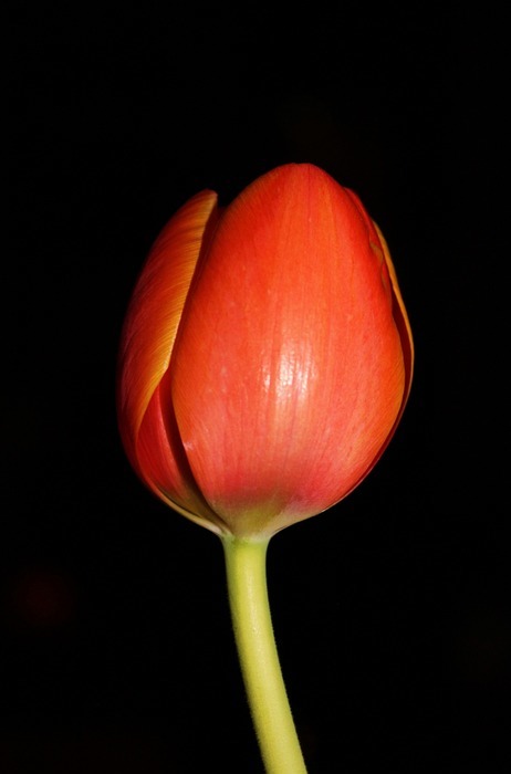 tulip, night flower, floral