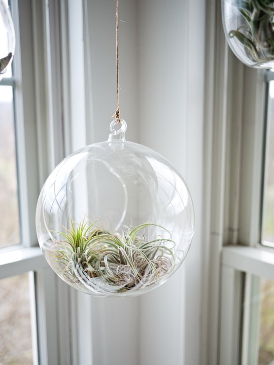 plant, glass, glasshouse