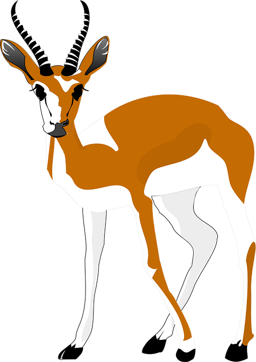 antelope, brown, white