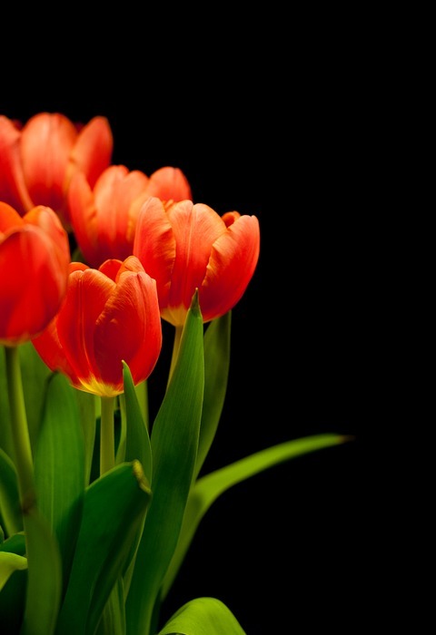 tulips, tulip bouquet, flowers