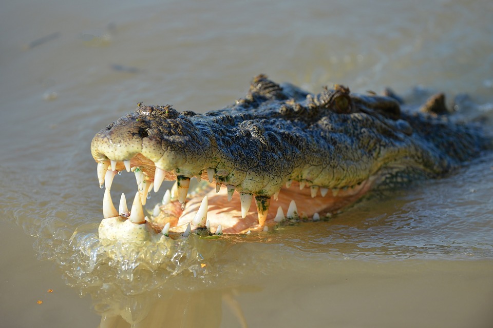 crocodile, reptile, animal