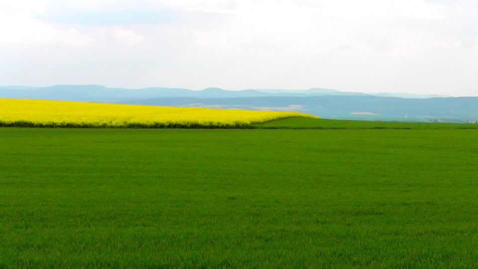 spring field, spring, oilseed rape