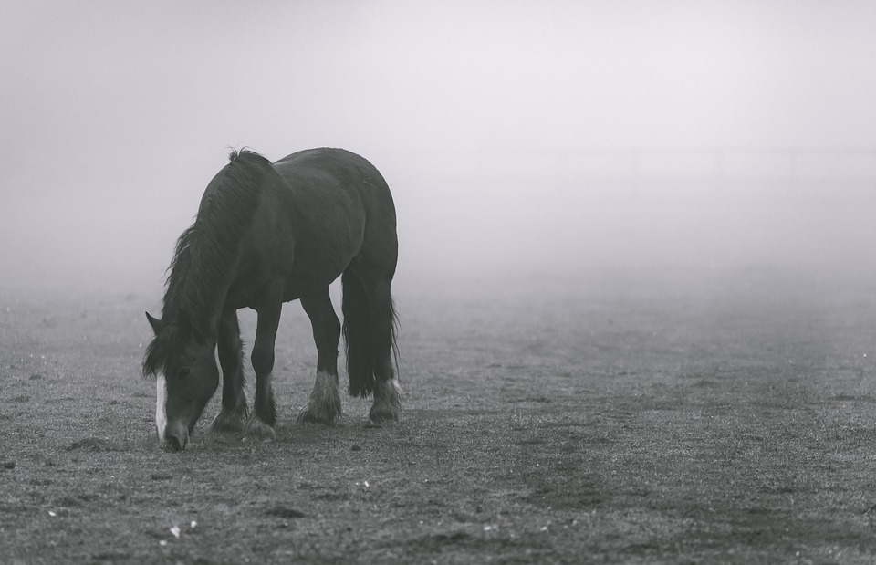 animal, field, fog