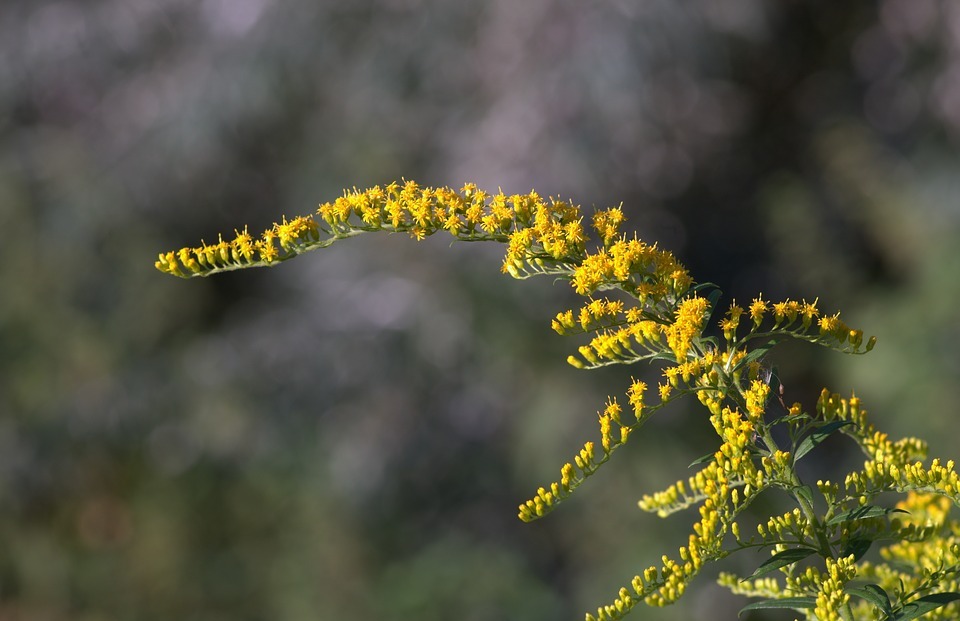 yellow flowers, branch, small flowers