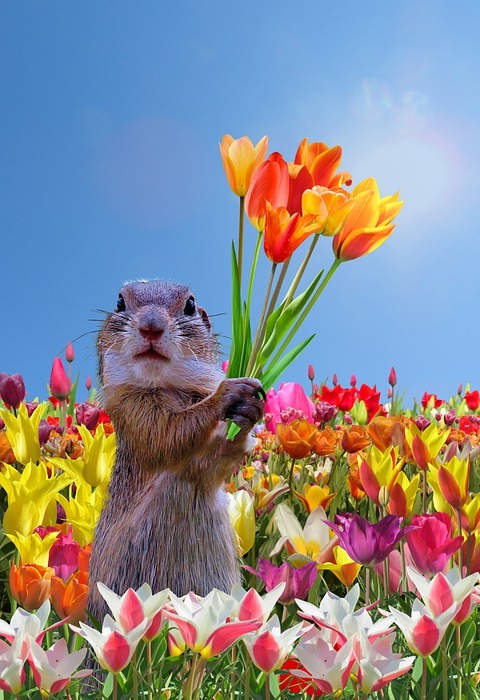 happy mothers day, meerkat, tulips