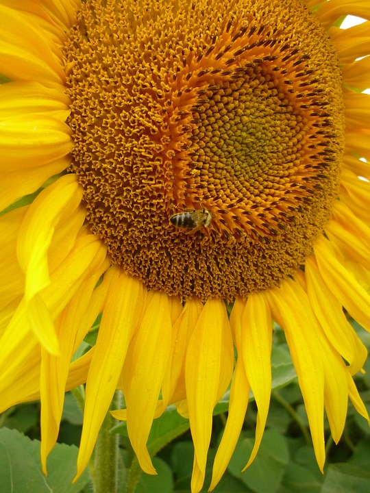 sunflower, bee, nature