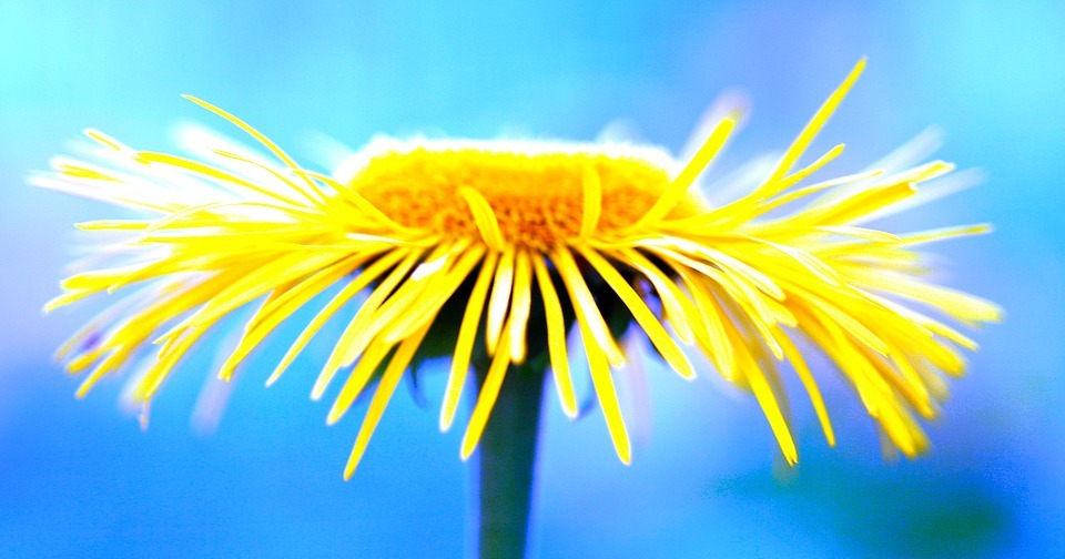 flower, yellow, petal