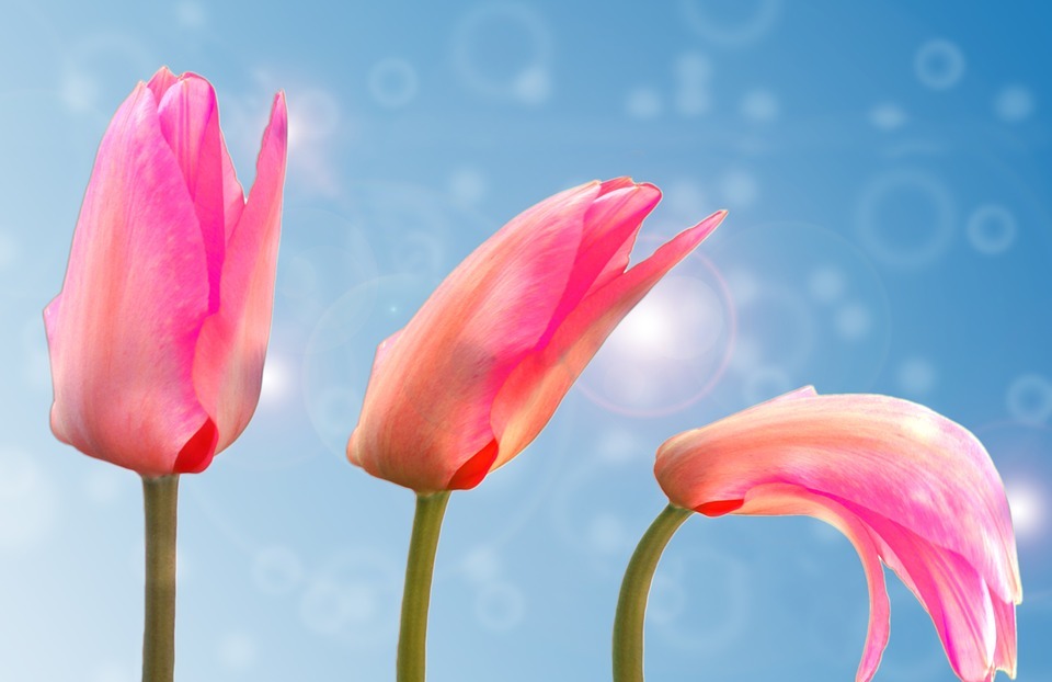 tulip, plant, blossom