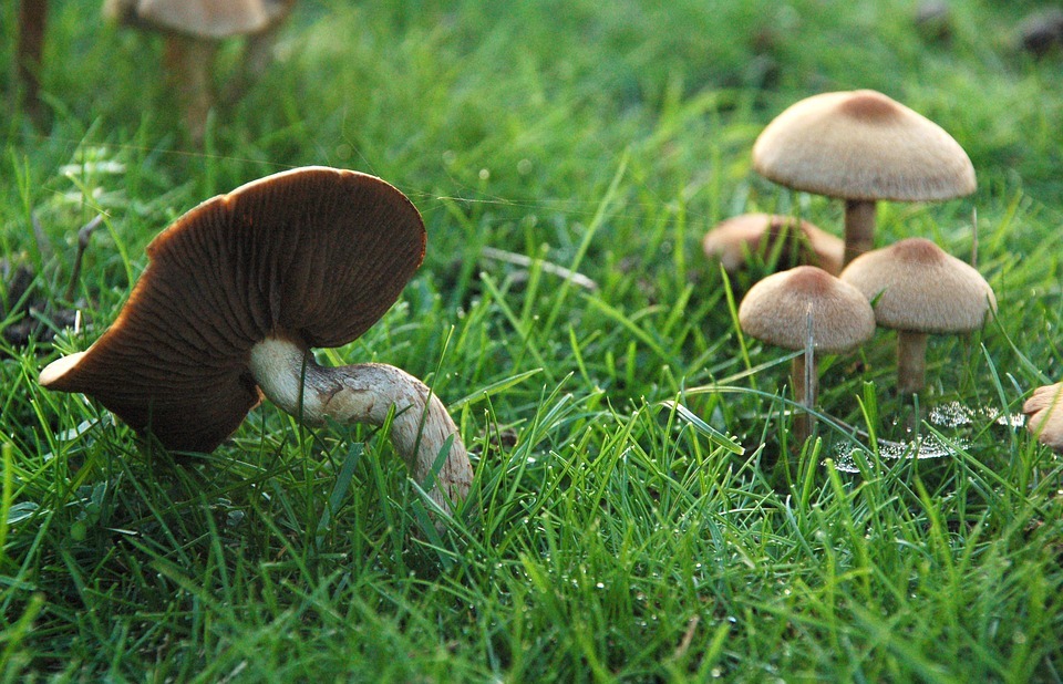 mushroom, grass, fairies