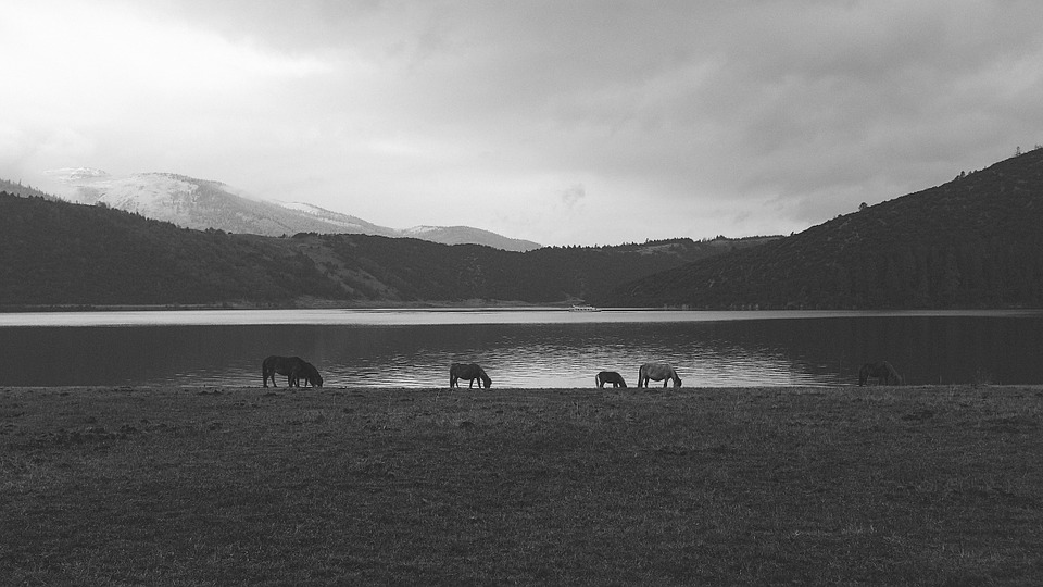 horses, lakeside, pasture