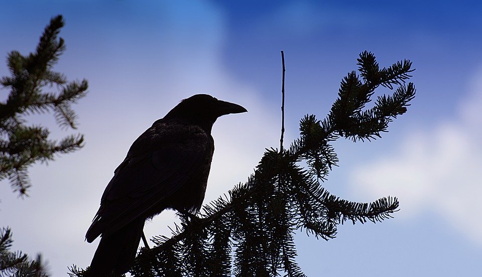 crow, silhouette, raven bird