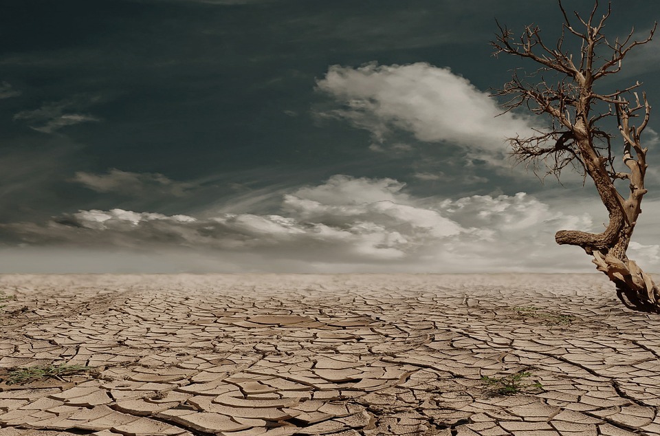 desert, drought, dehydrated