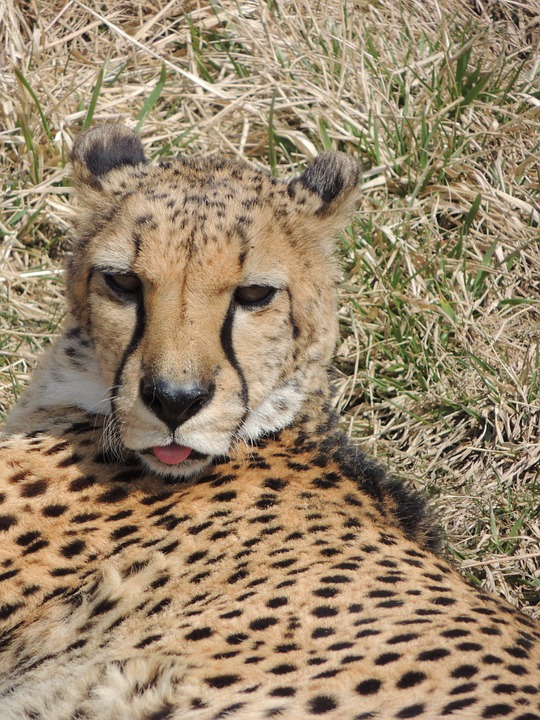 cheetah, wildcat, carnivore