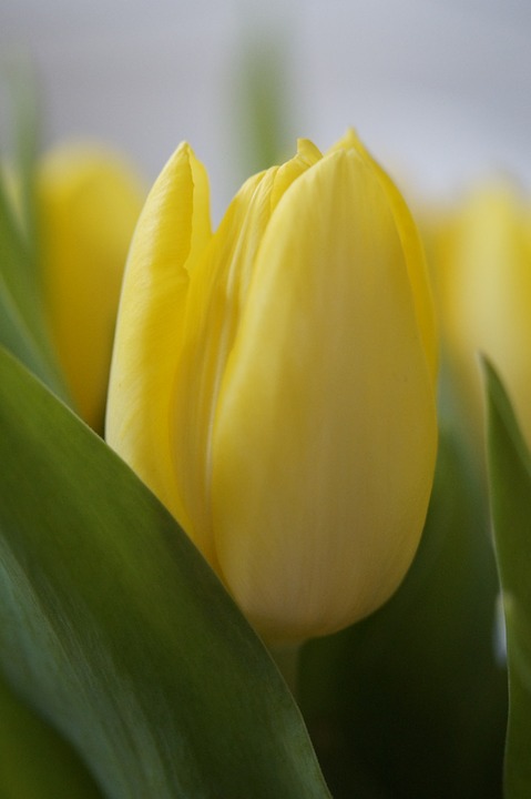 tulips, yellow, flower
