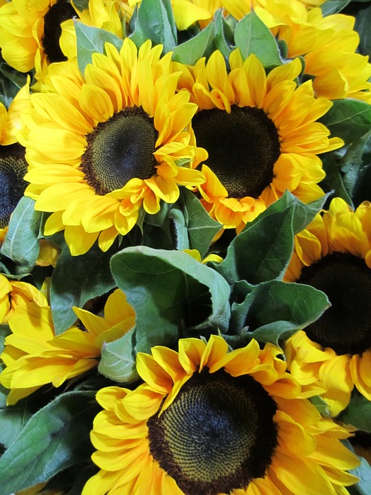 sunflower, flowers, yellow