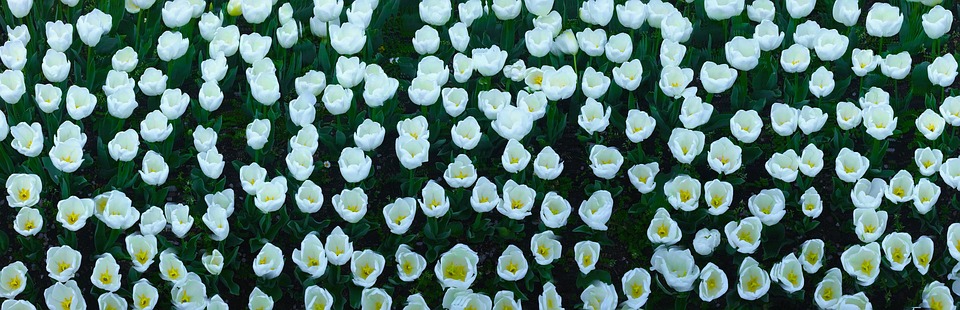 tulip, flowers, white