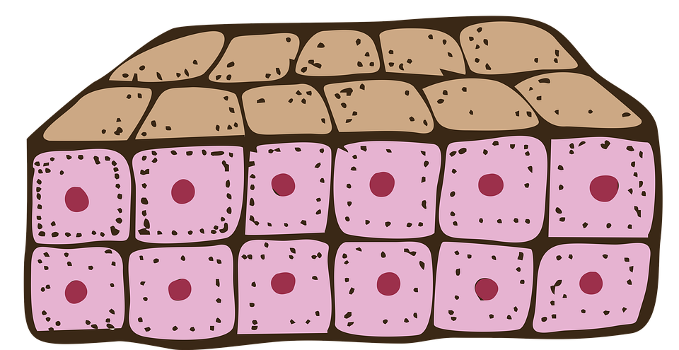 stratified cuboidal, epithelial cell, epithelial tissue