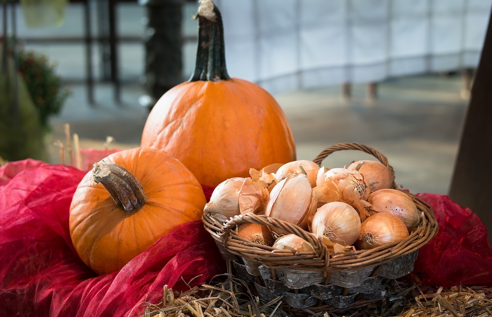 pumpkin, onions, thanksgiving