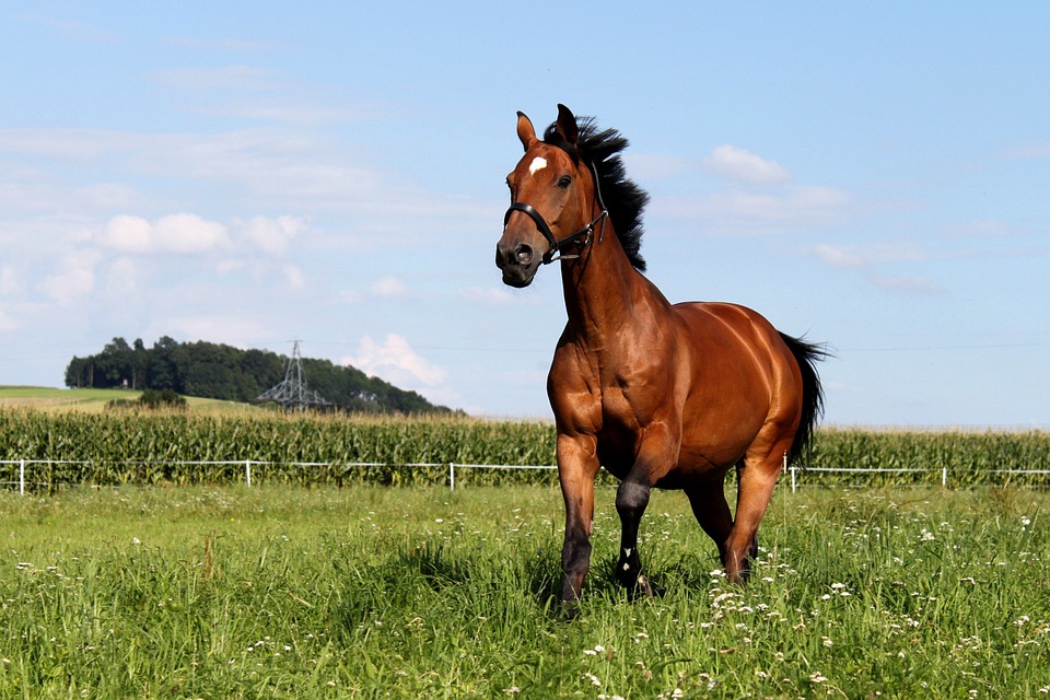 horse, gallop, meadow