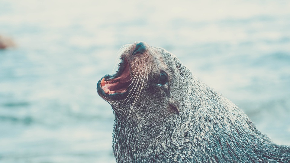 sea lion, seal, animal