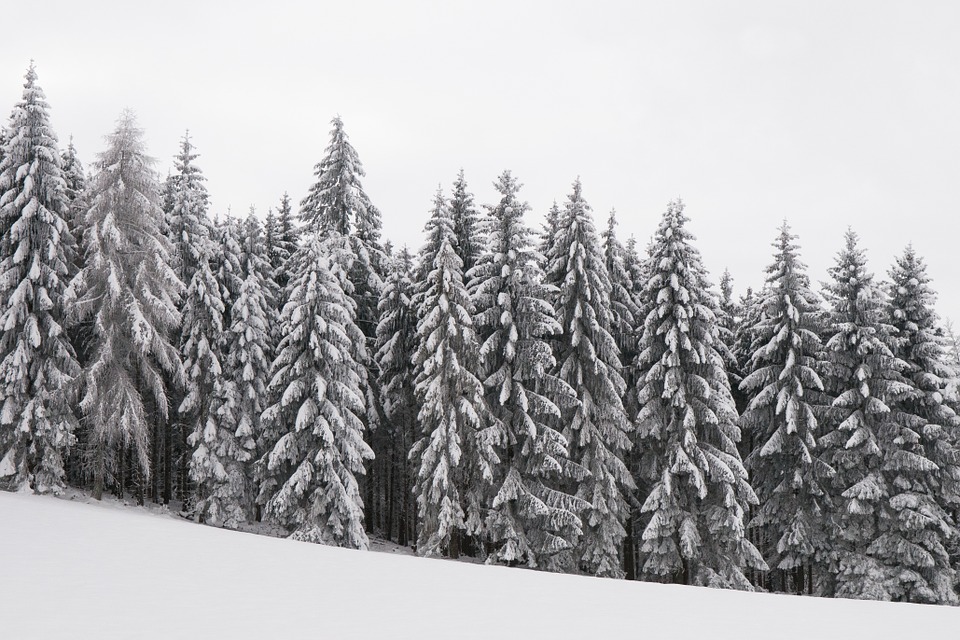 forest, wintry, snowy