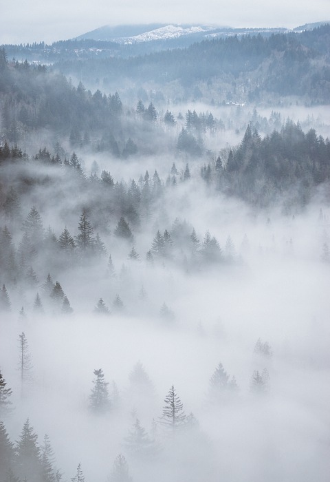 aerial, fog, forest