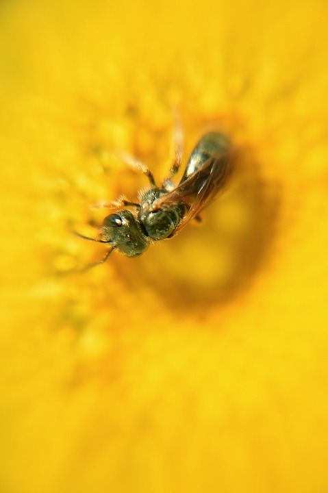 wasp, insect, summer