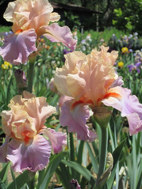 iris, flower, spring
