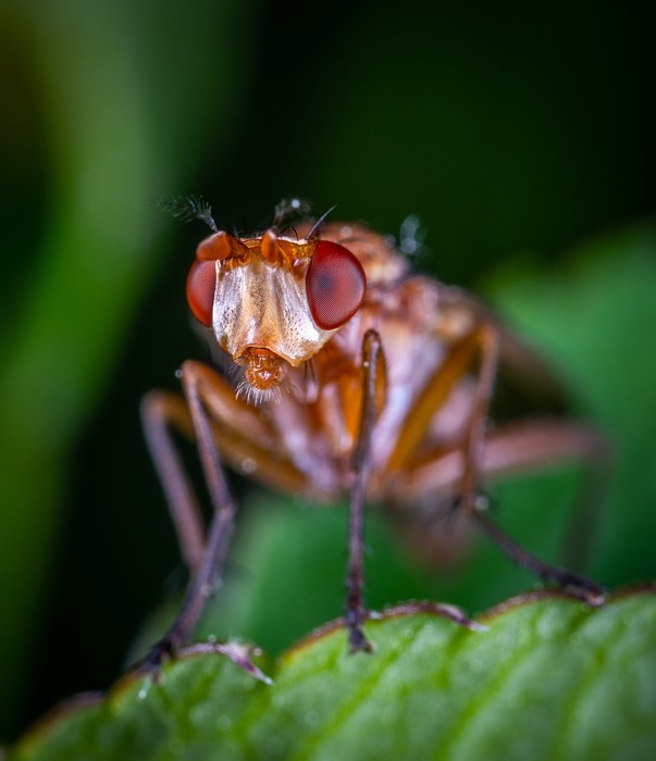 macro, insect