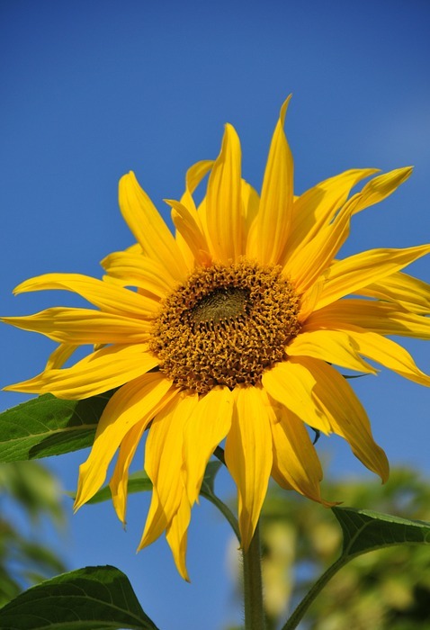 sunflower, sky, leaves