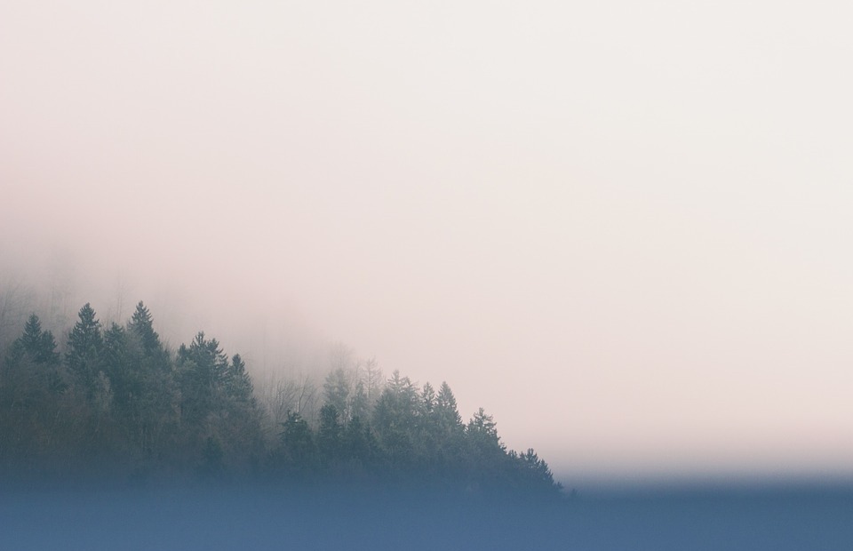 trees, fog, sky