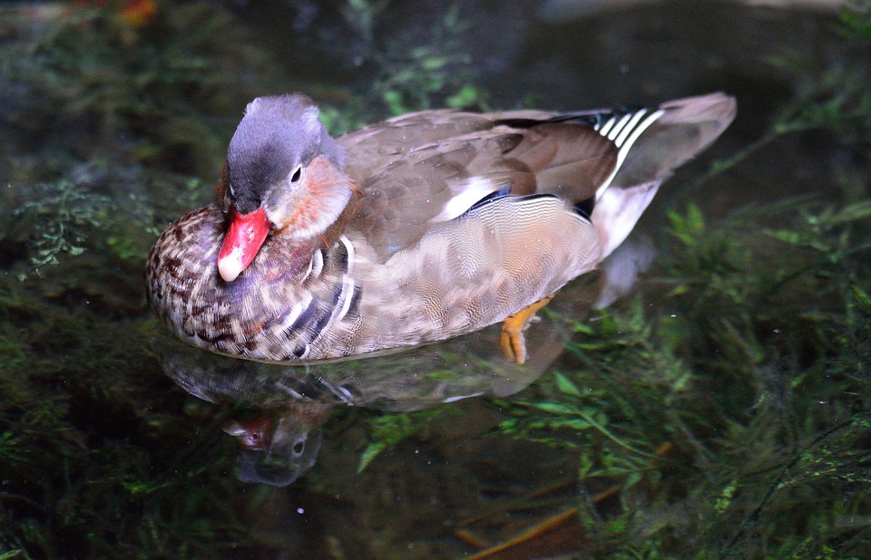 mandarin duck, exotic, bird