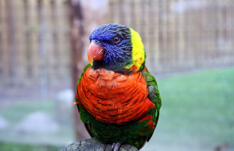 bird, tropical, colorful