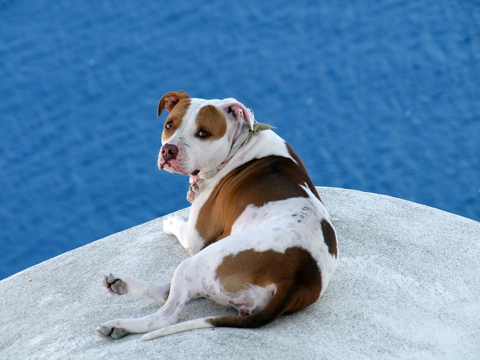 dog on roof, brown, white