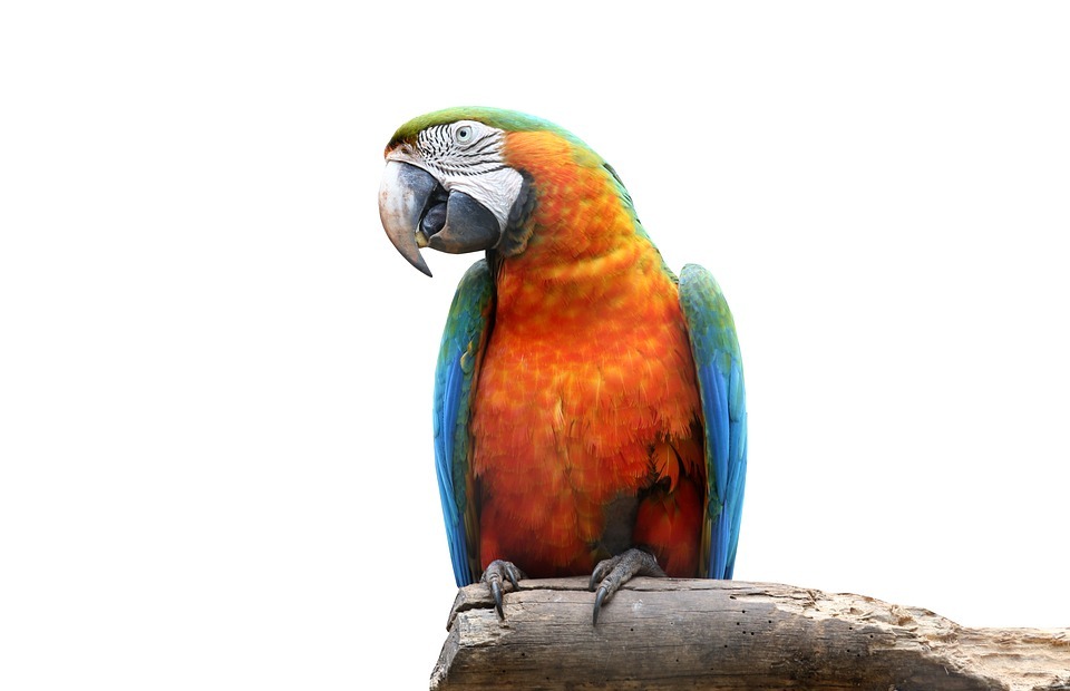 arara on white background, bird, colorful