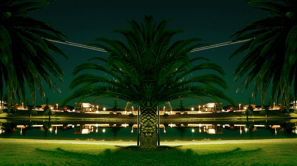 palm trees, lantern, lakeshore