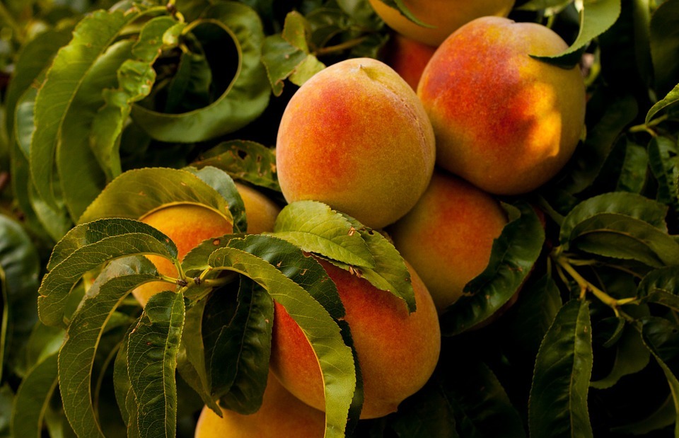 peaches, fruit, grow