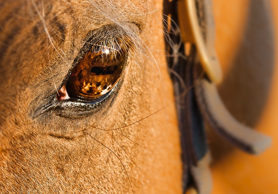 horse, eye, animal