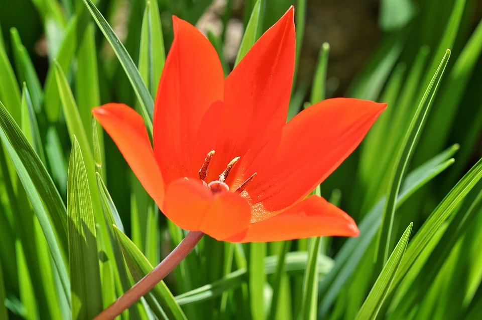 tulip, star tulip, flower