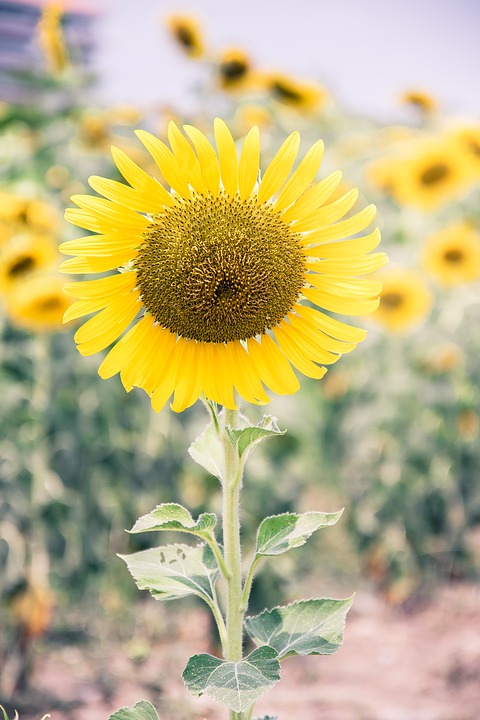 sunflower, yellow flowers, nature