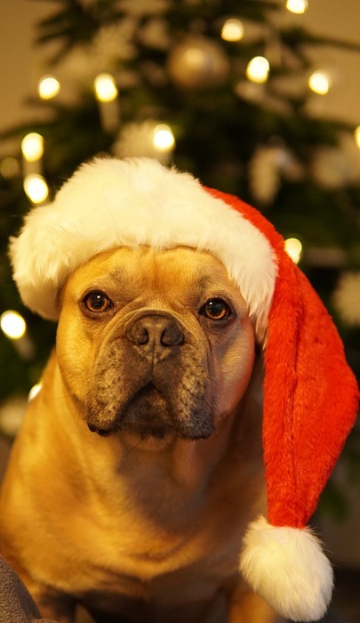 dog, christmas, happy holiday