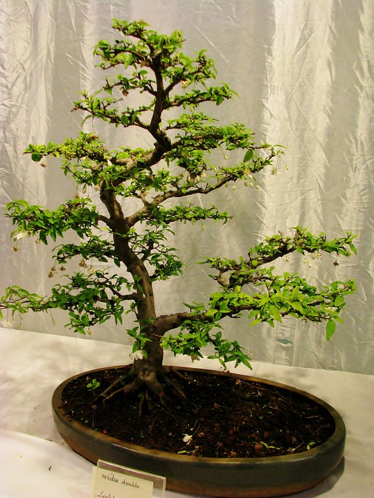 bonsai tree, plant, small