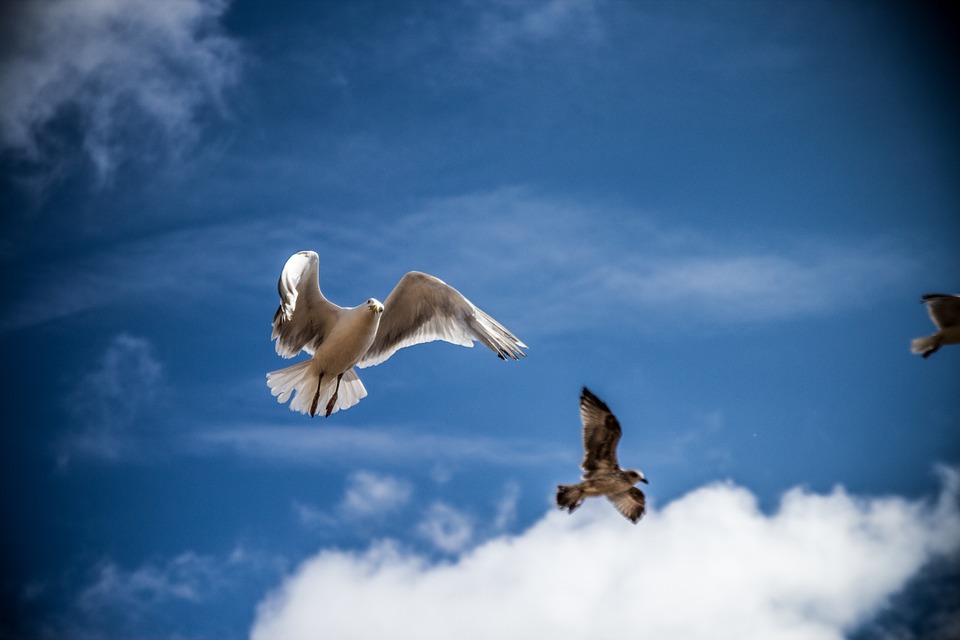 sea gull, bird, sky