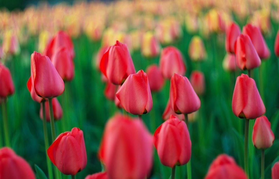 tulips, field, spring